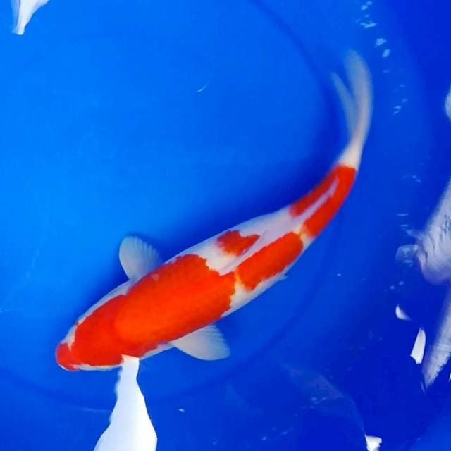 Kohaku 3 step