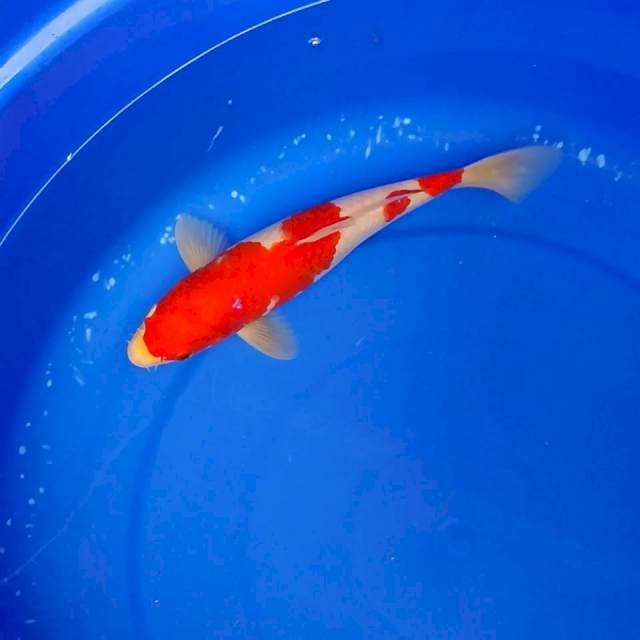 KohKu
