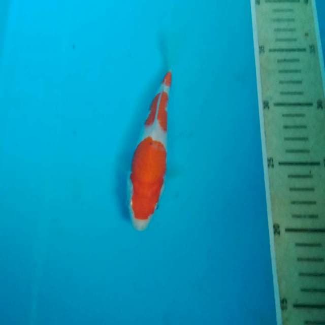 Kohaku, 16 cm