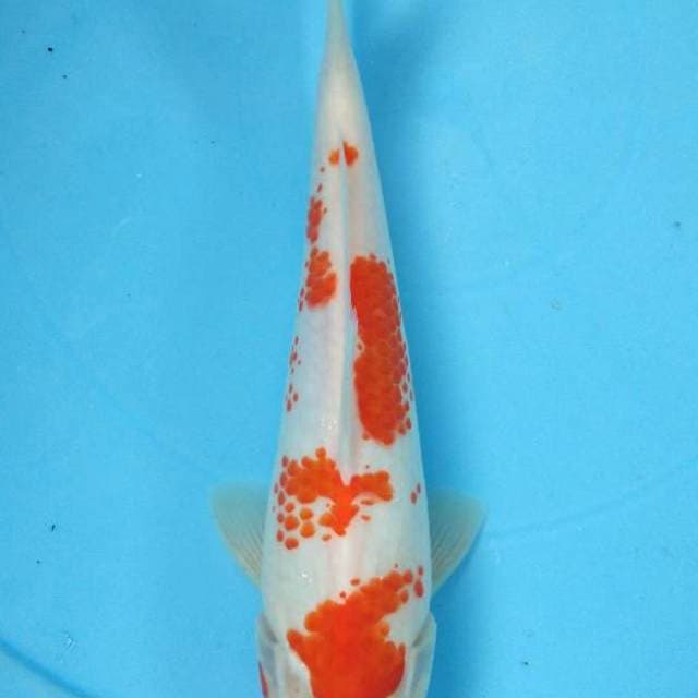 KANOKO KOHAKU 