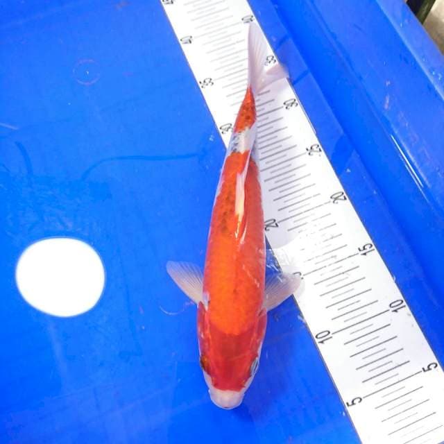 gosiki red
