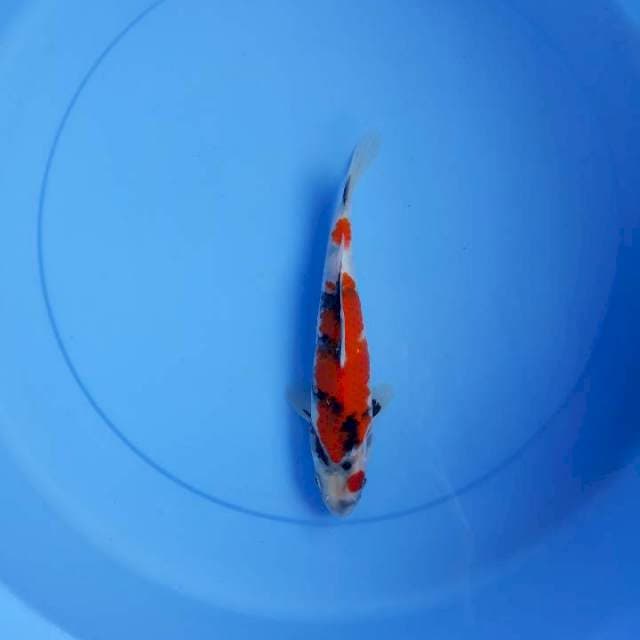 Showa 20 cm