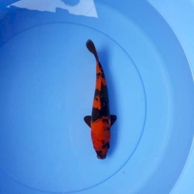Hi utsusuri 21 cm