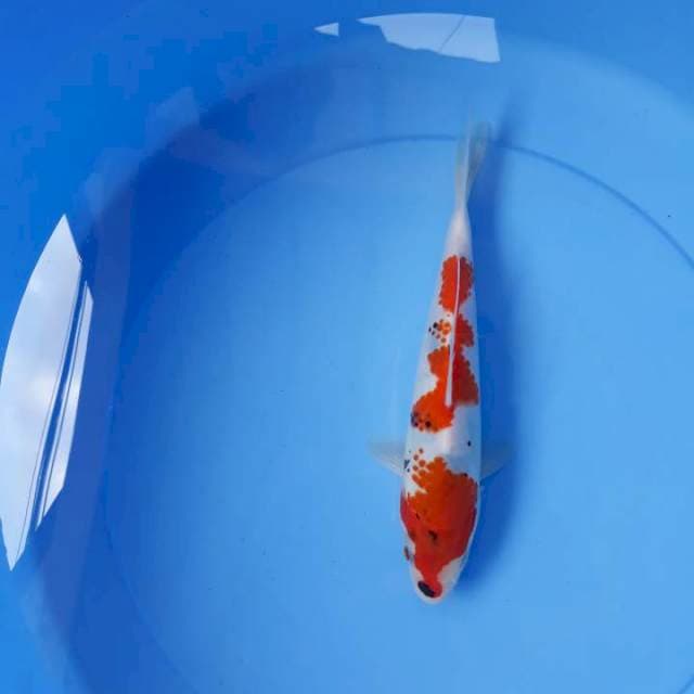 Showa 22 cm