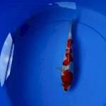 Showa 22 cm