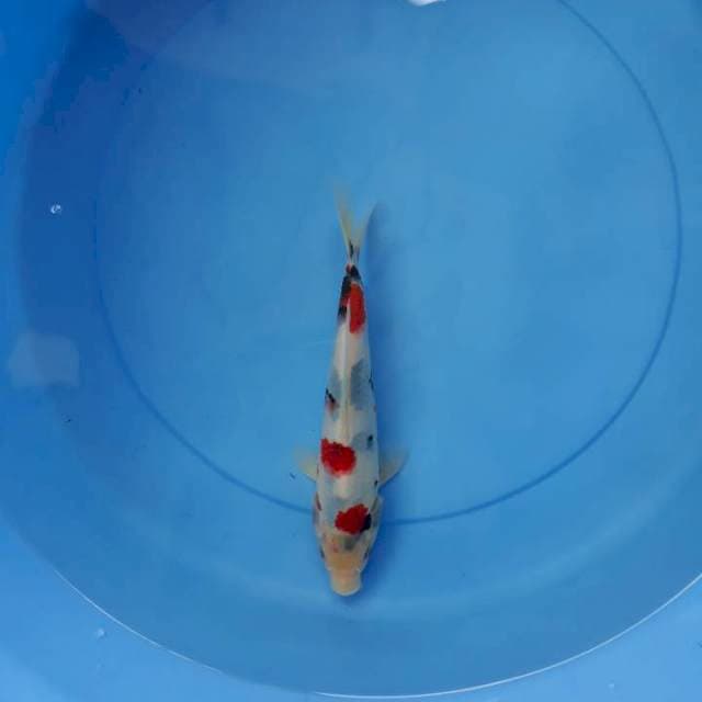 Showa 20 cm
