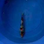 Showa 20 cm