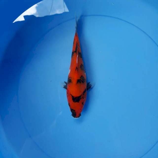 Hi showa 19 cm