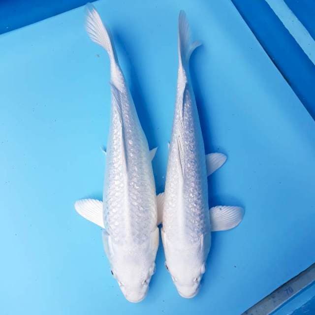 BAKAT JUMBO. Sepasang