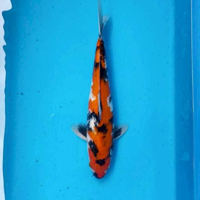 Hi Showa 35BU Male