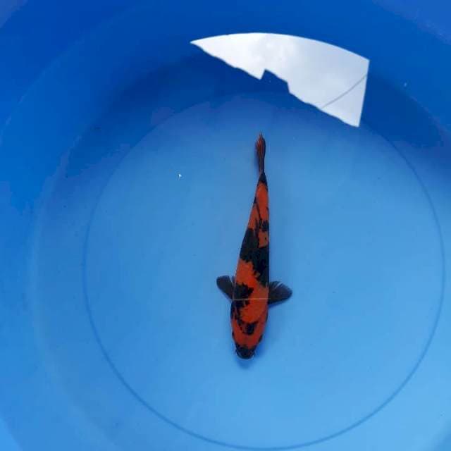 Hi utsuri 19 cm