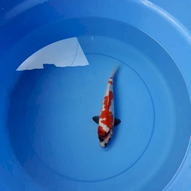 Showa 20 cm