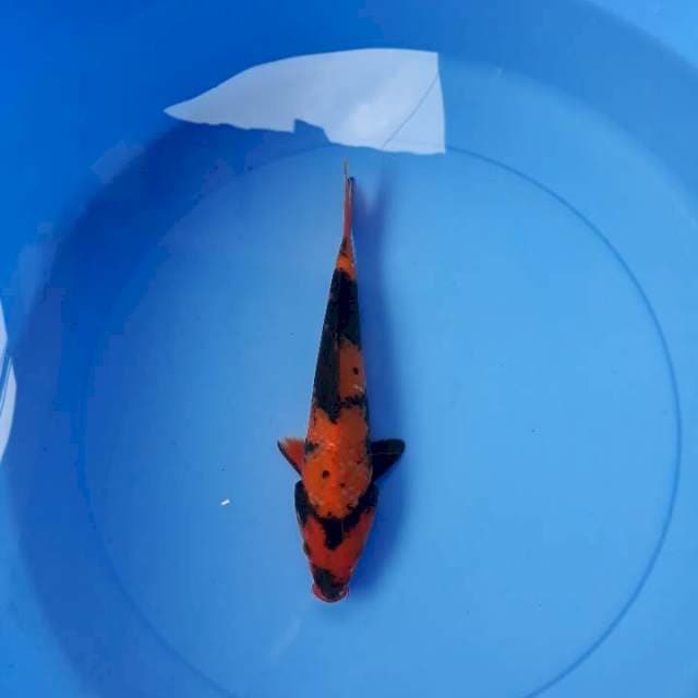 Hi utsuri 21 cm