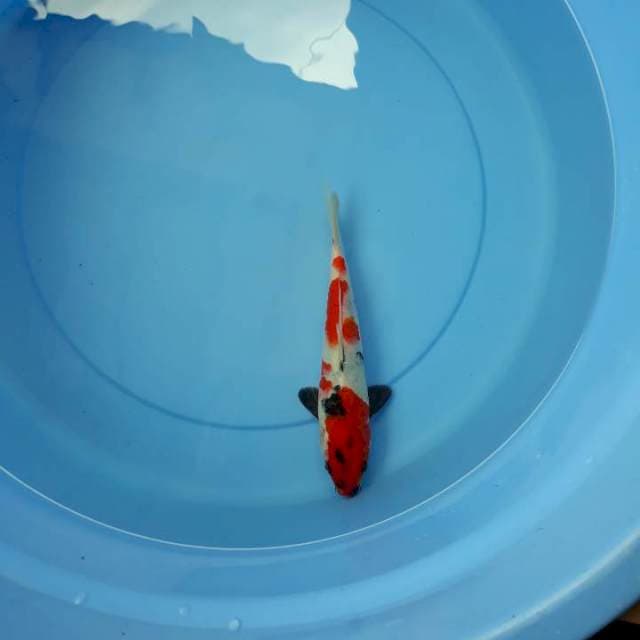 Showa 20 cm