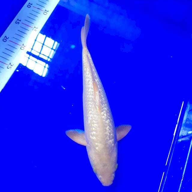 Midori gindrin 34 cm male