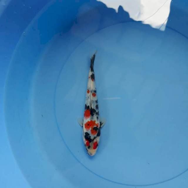 Showa 20 cm