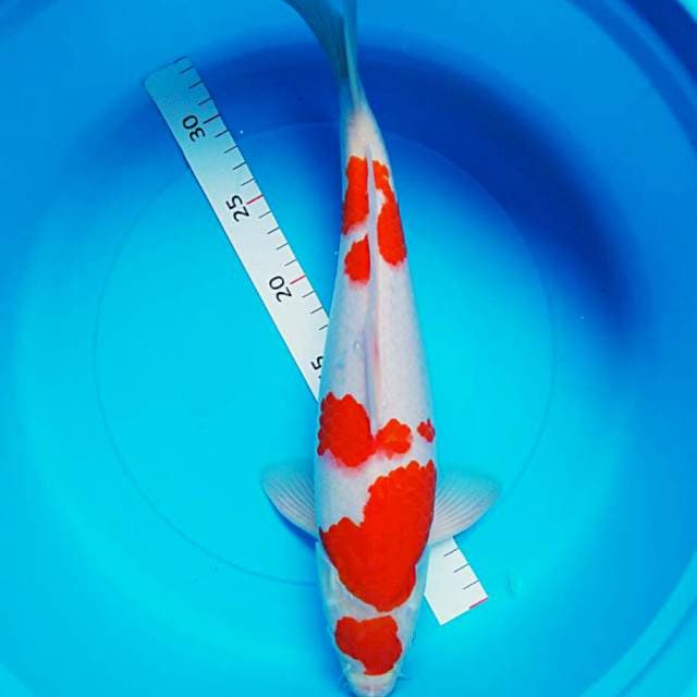 Kohaku bulky 38cm male
