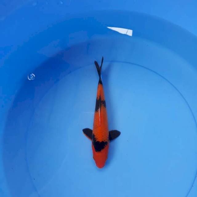 Hi showa 19 cm