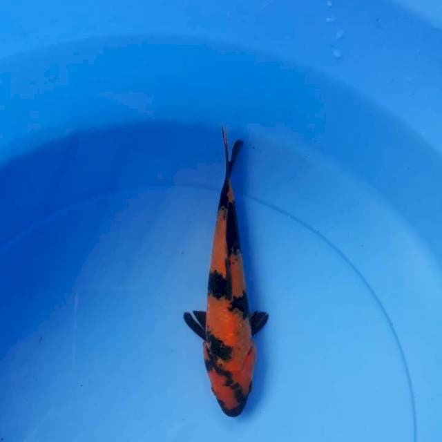 Hi utsuri 18 cm