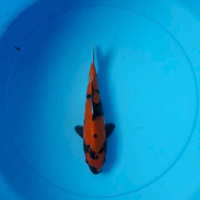 Hi showa 20 cm