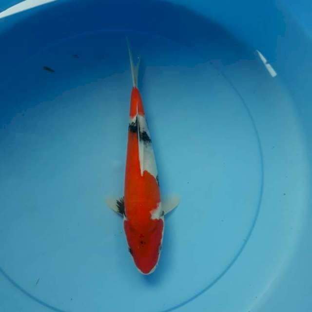 Showa 23 cm