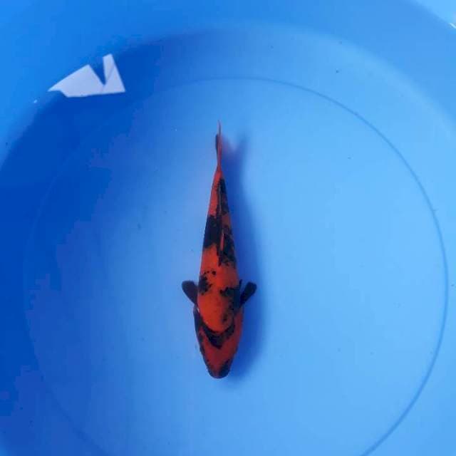 Hi utsuri 18 cm