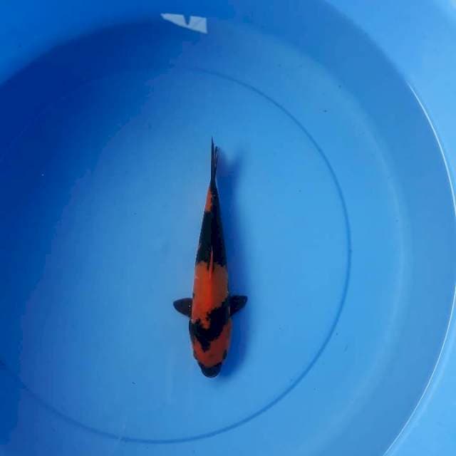 Hi utsuri 18 cm