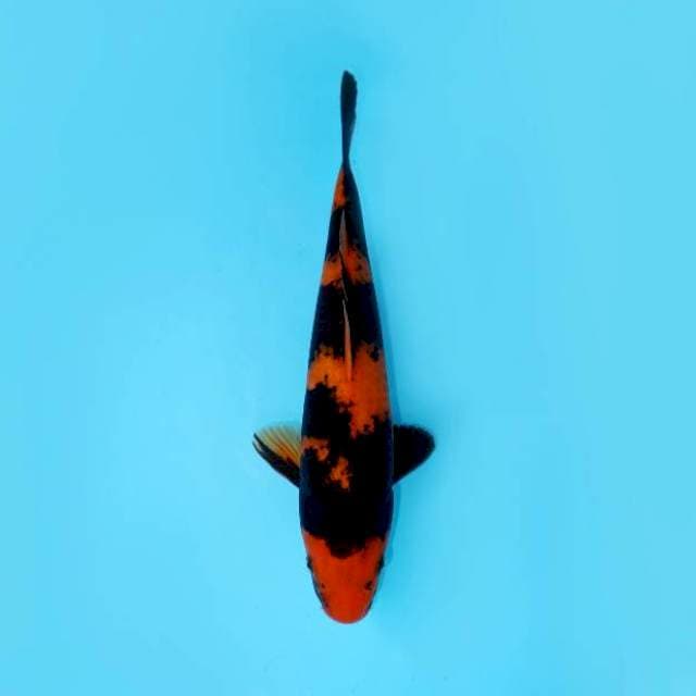 HI UTSURI 31 CM MALE