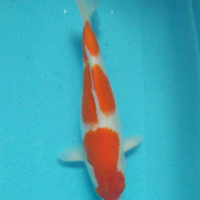 35 bu kohaku