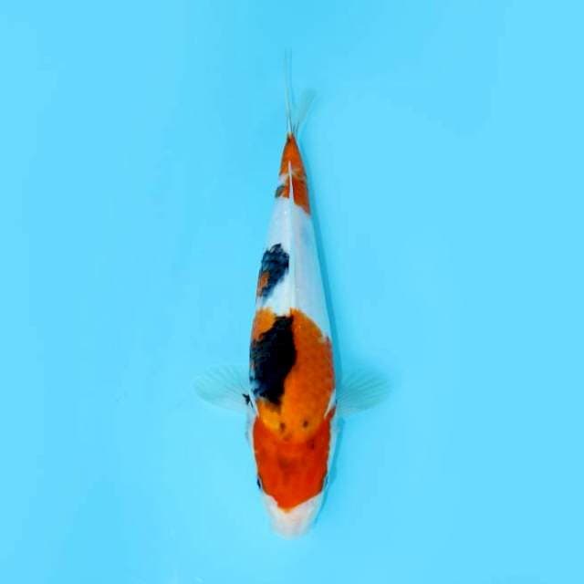 SHOWA 28 CM FEMALE
