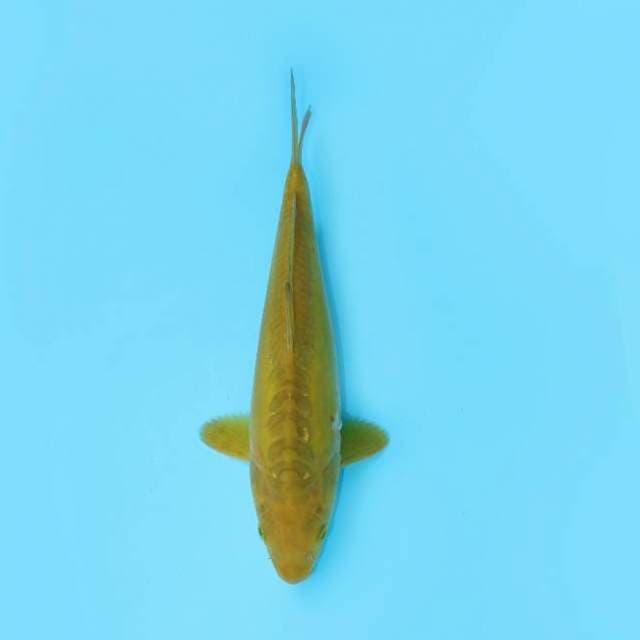 DOITSU MIDORI DRAGON SCALE ANTIK 29 CM MALE