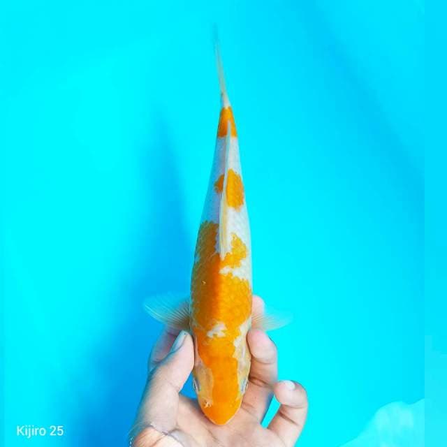 Langka Kohaku kuning / kijiro
