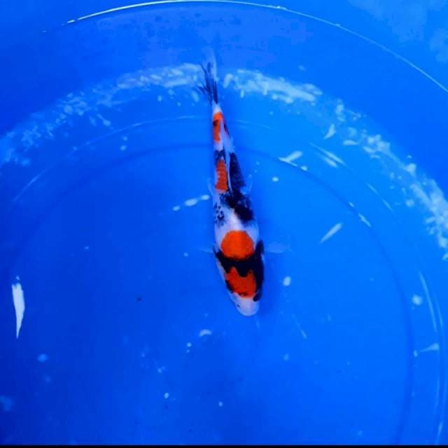 Showa shansoku 20cm