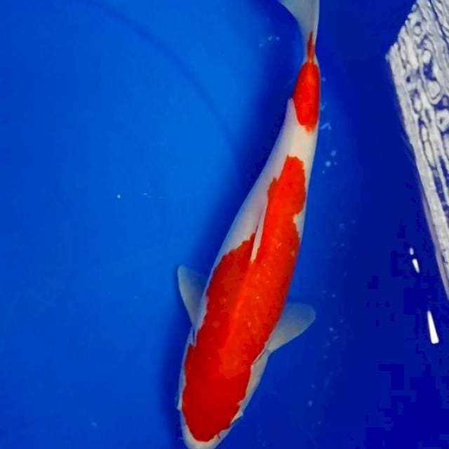 Kohaku 2 Step