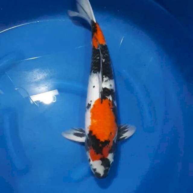 SHOWA 50 CM