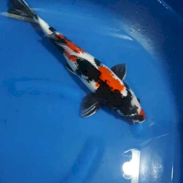 SHOWA 41 CM
