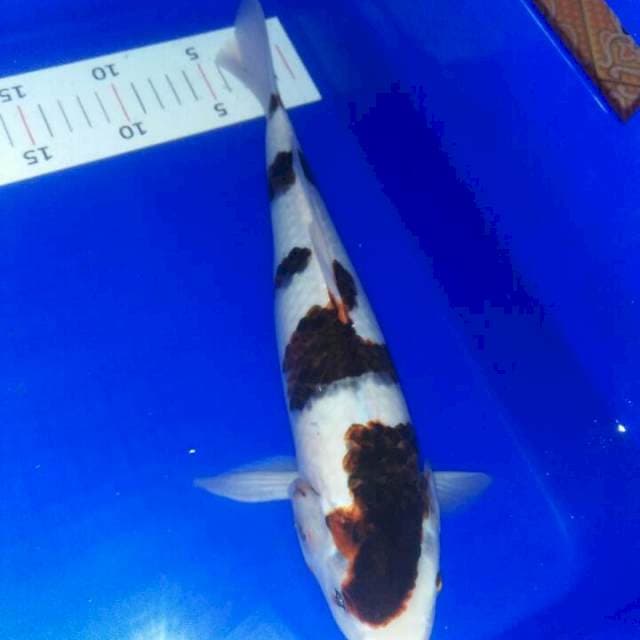 32 cm goromo