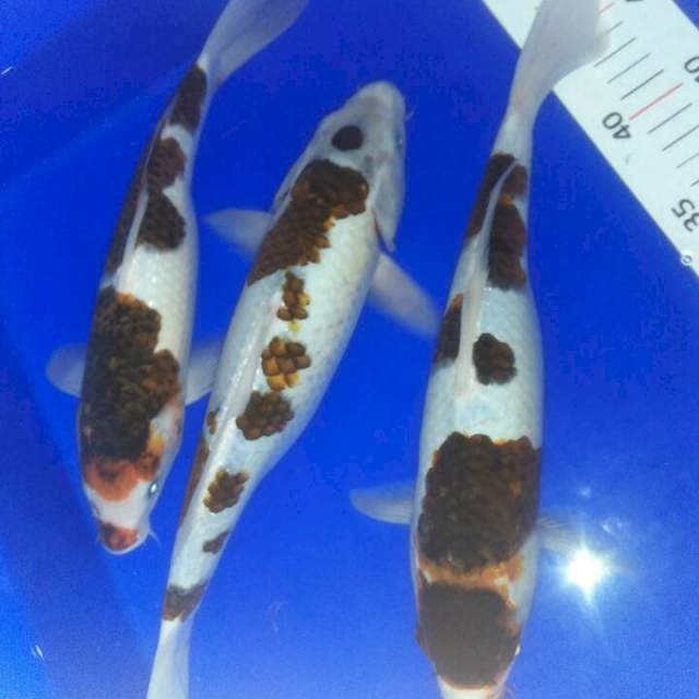 27,30,35  cm goromo 