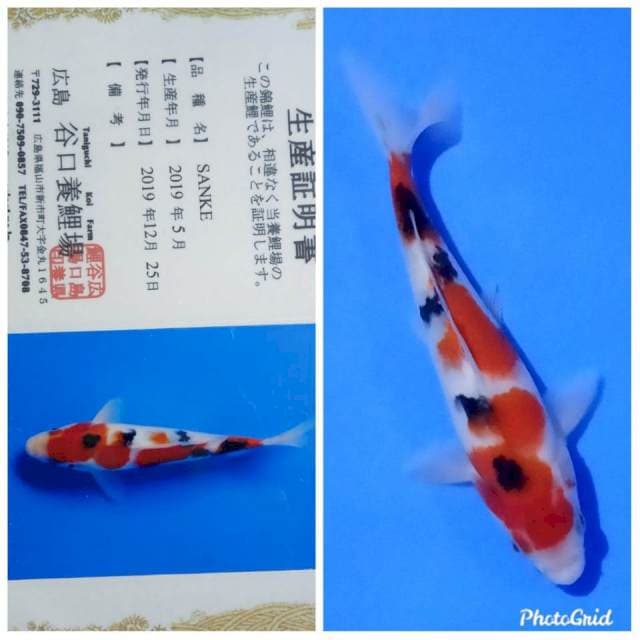 Sanke taniguchi tosai new sq