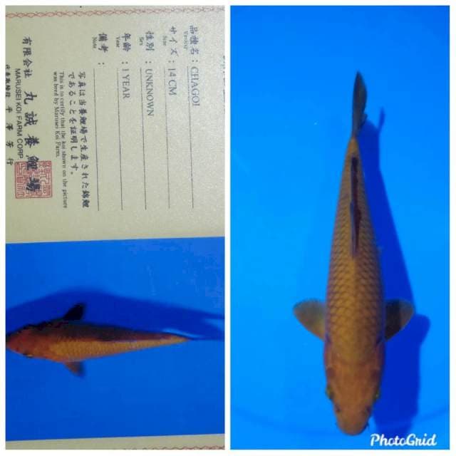 Chagoi import marusei ring rapi