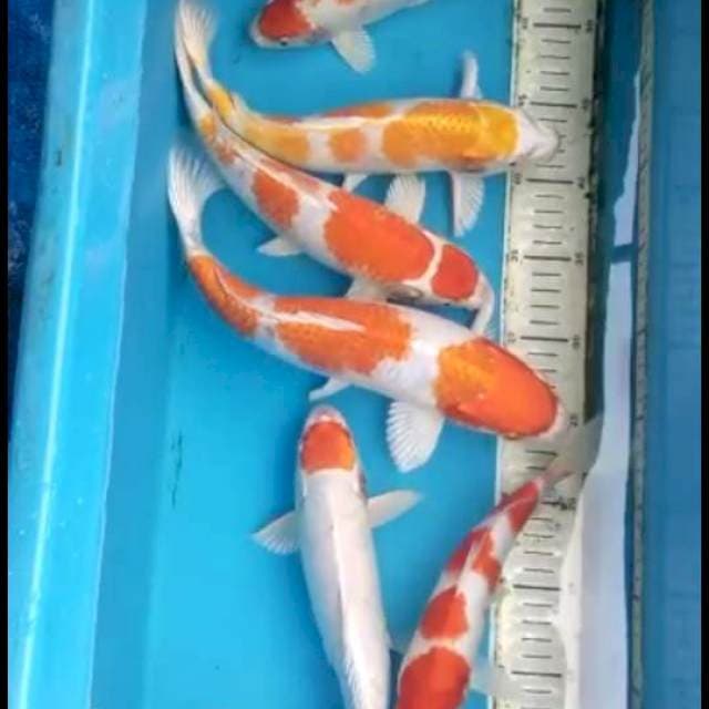 Paket Hemat 6 Ekor