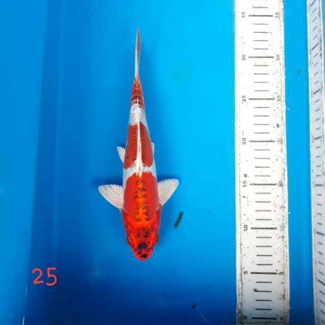 Kujaku doit 25cm