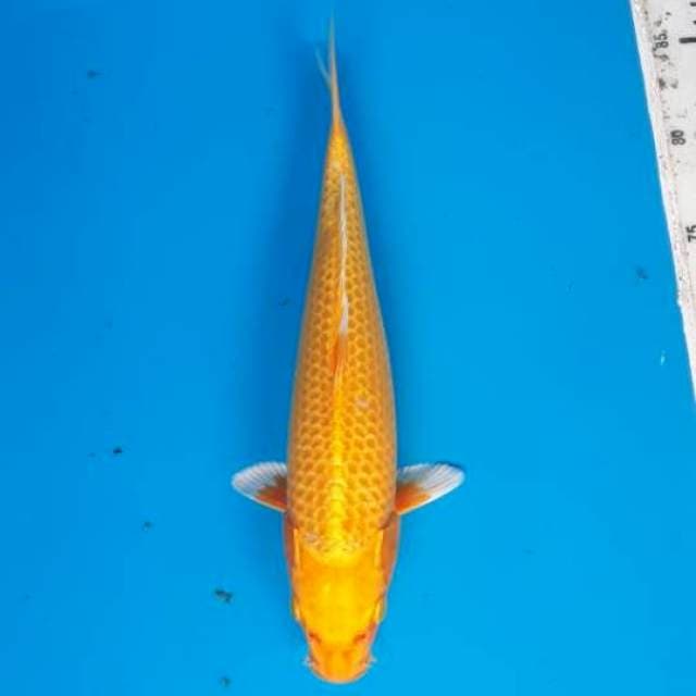 Yamabuki ogon 30cm