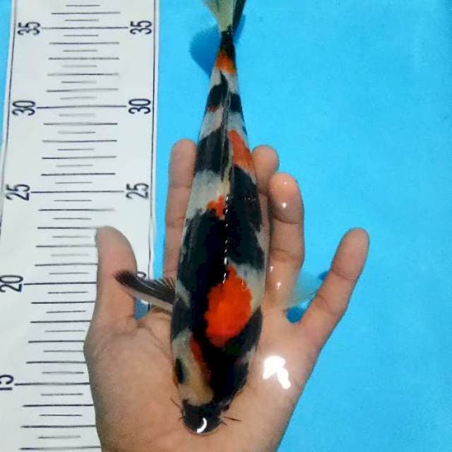 Showa sansoku ready show 23cm