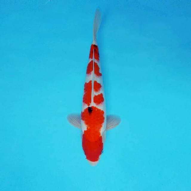MAGURO 1 - SANKE 4 STEPS ®