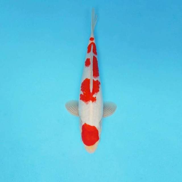 MAGURO 2 - KOHAKU ®