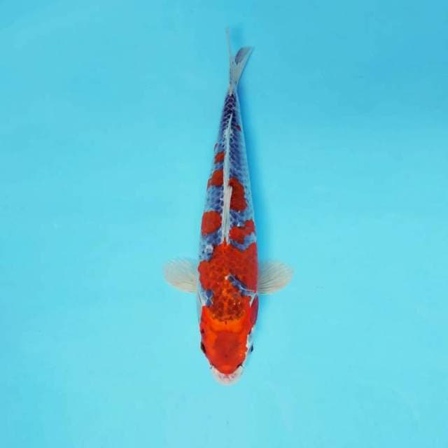 MAGURO 3 - GOSHIKI ®