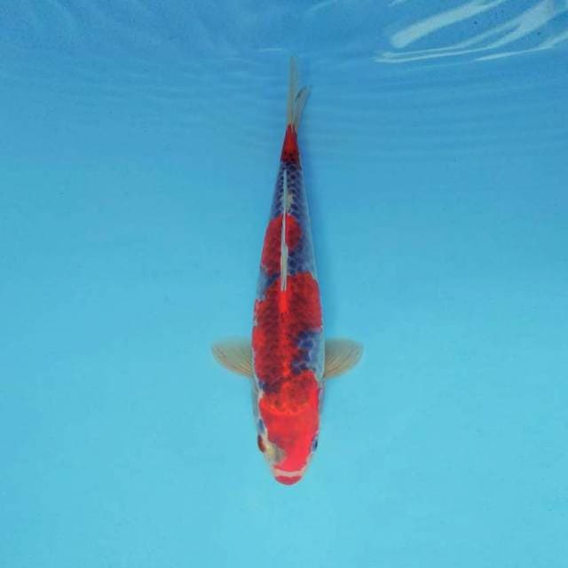 MAGURO 8 - GOSHIKI KUCIBENI ®