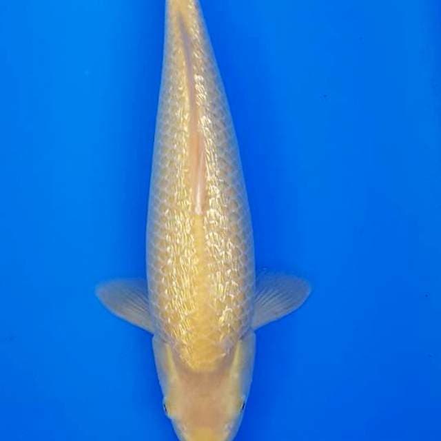 GINDRIN KARASHI 37CM