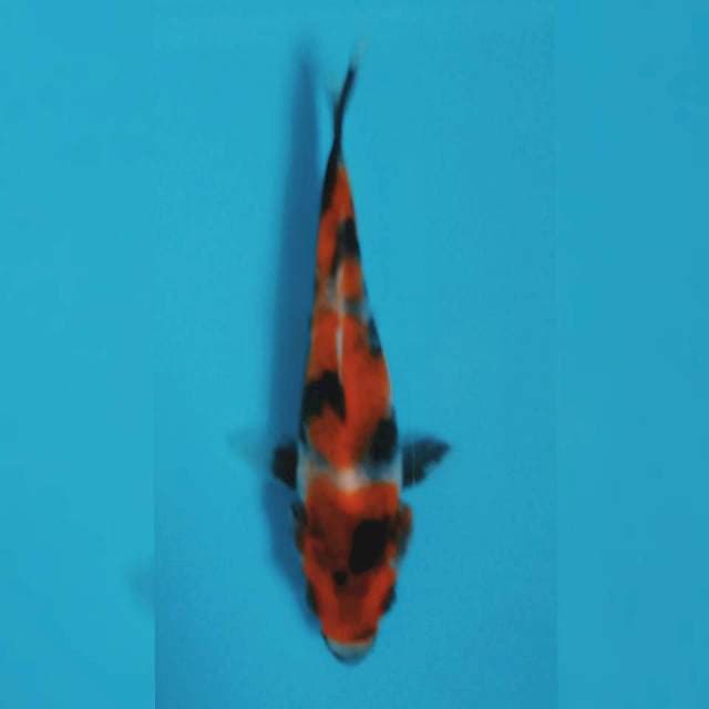 Showa 10cm siip